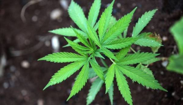 ضبط كمية من المارغوانا بالشونة الجنوبية