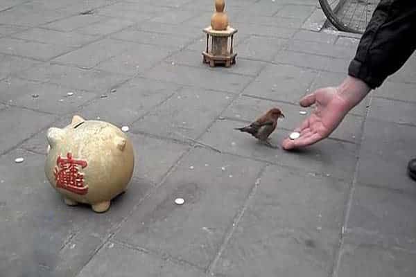 عصفور يجمع التبرعات في شوارع الصين ويضعها في حافظة نقود (فيديو)