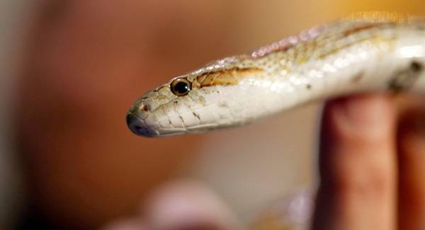 بالفيديو... أفعى سعودية تشرب الشاي