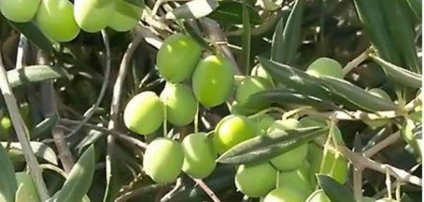 إندونيسيا تعفي واردات فلسطينية من الرسوم