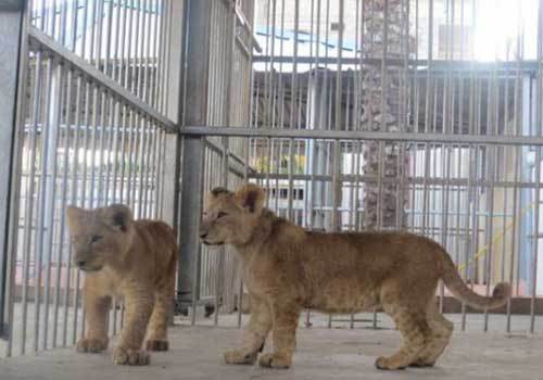 مالك حديقة حيوانات بغزة يبيع أشبال أسود لتغطية ثمن غذاء الحيوانات