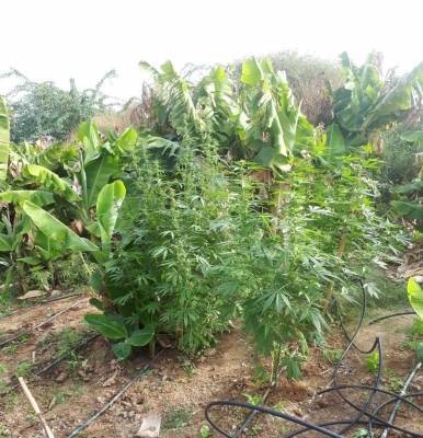 ضبط 100 كغم مارجوانا مزروعة بين أشجار الموز في البلقاء