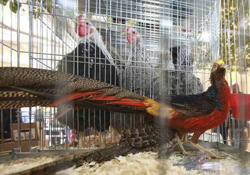 إسطنبول تترقب الأحد ملكة جمال دجاج الزينة