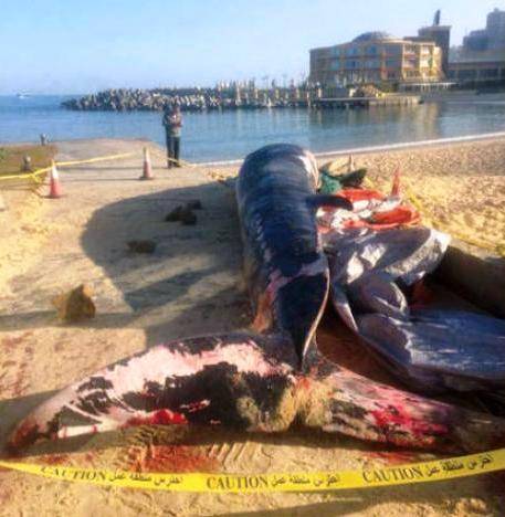 العثور على حوت عملاق نافق على شاطئ الإسكندرية
