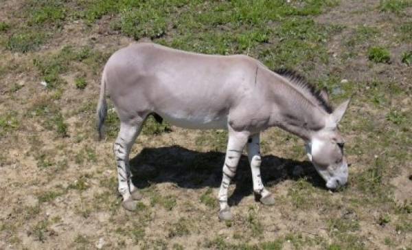 «الحمير» في أفريقيا مهددة بسبب هذه الدولة