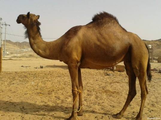 أطول ناقة بالعالم في طريقها إلى “غينيس”