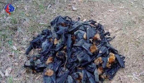 الخفافيش تحترقفي السماء وتقع أرضاً.. والسبب صادم جدا؟