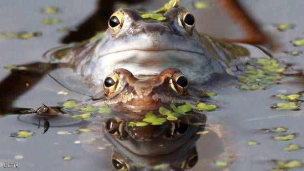 إغلاق طريق بفرنسا لشهرين لتحفيز تناسل الضفادع