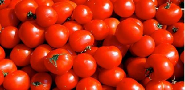 الزراعة: لم نوجه المزارعين لمضاعفة مزروعاتهم من البندورة