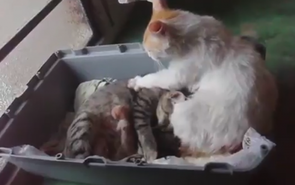 بالفيديو…قط يثير ضجة بسبب رد فعله بعد ولادة زوجته