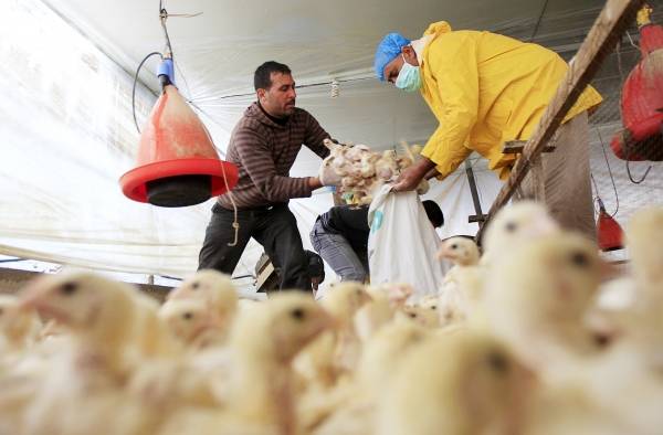 الحكومة ستدق آخر مسمار في نعش الدواجن .. والاتحاد: سنصعّد