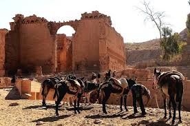 ضرب الحمير في البترا يغضب منظمة عالمية (فيديو)