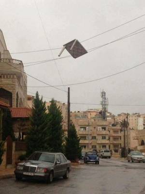 الأردنيون يمزحون : طائر نادر لا يعيش الا في الاردن (صورة )