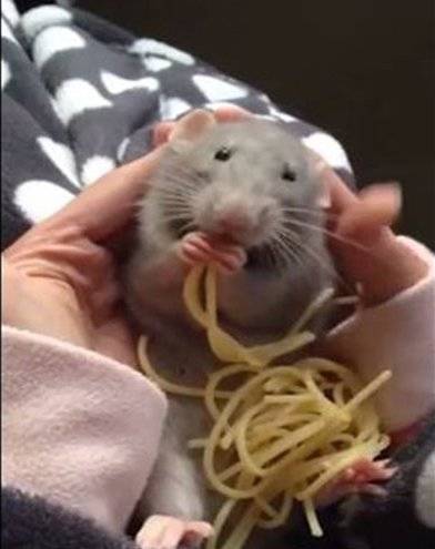 بالفيديو.. فأر يقوم بتناول المكرونة بشكل مضحك للغاية