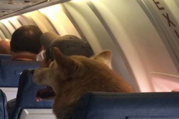 أميركا تشترط حسن سلوك الحيوانات للسماح لها بالسفر