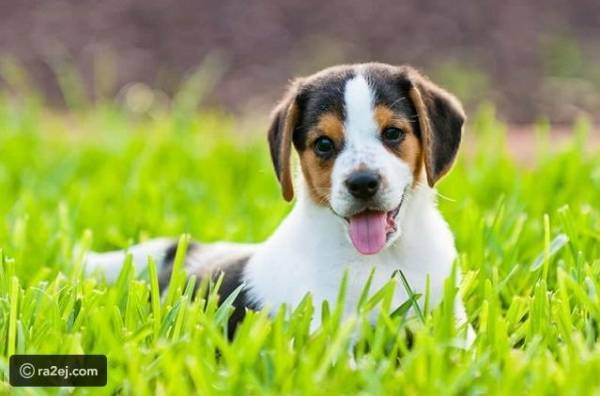 تصرف غريب من كلب شاهد معركة بين ديكين