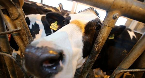 بقرة ترى الثلج لأول مرة...فرقصت (فيديو)