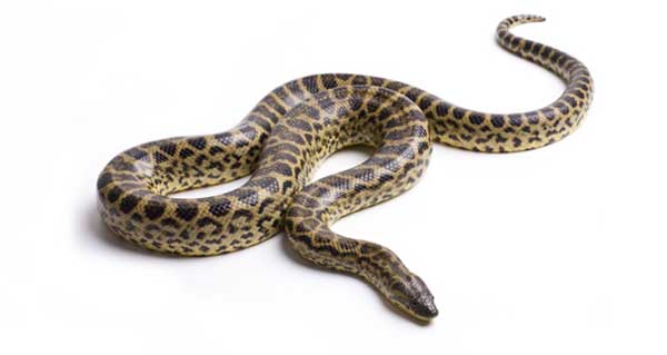 ثعبان ضخم يعرقل حركة المرور في فيتنام.. فيديو