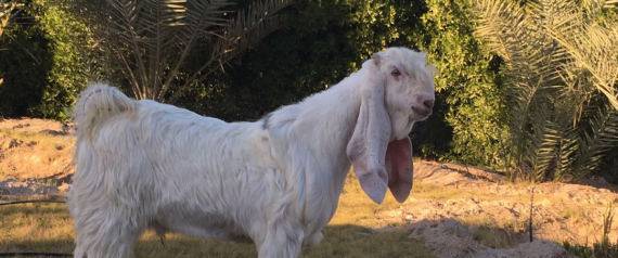 يقومون بنفخ شفتيها بالبوتوكس في الكويت.. عمليات تجميل للماعز كي تبدو أجمل ولربح آلاف الدولارات في المسابقات