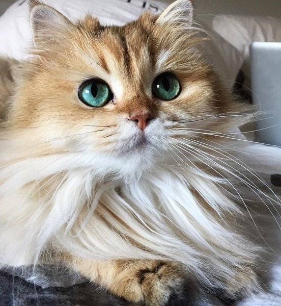 بريطانيا قط يرث 30 ألف يورو!