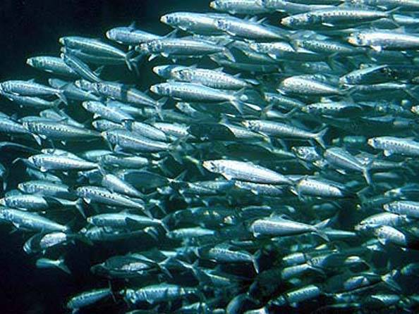 قريبا سيكون بإمكاننا معرفة عدد الأسماك في البحر!