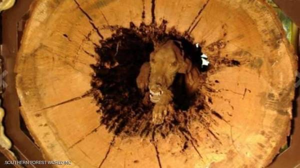 ظاهرة عجيبة في ولاية جورجيا بطلها كلب