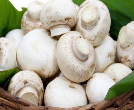 تسمم 14 شخصاً اثر تناولهم فطر بري في اربد