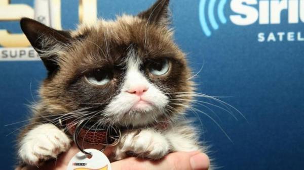 تغريم شركة قهوة 700 ألف دولار.. بسبب قط غاضب