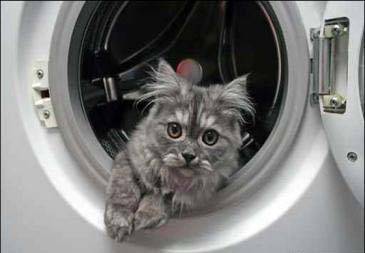 السجن لشاب غسل قطا في غسالة