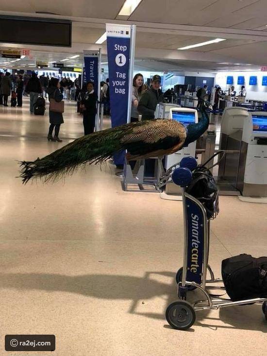 شاهد..مسافرة تحاول اصطحاب طاووس كبير على متن طائرة..وماخدث..