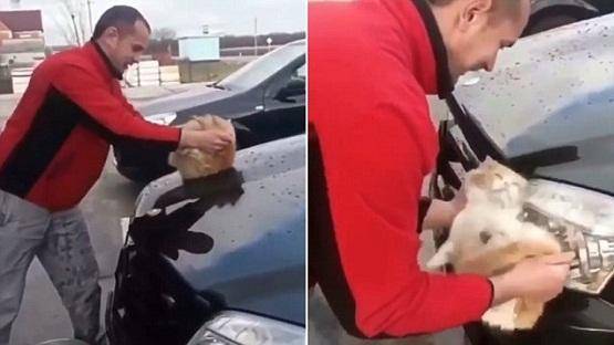 روسي ينظف سيارته باستخدام قطة (فيديو)