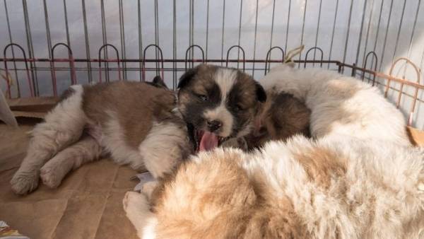 بالصور.. 80 ألف كلب ضحية «حساء القدرة الجنسية» بكوريا الجنوبية