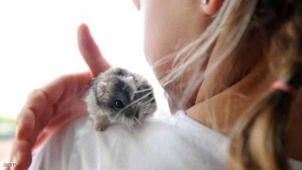 فتاة تقاضي شركة طيران بسبب فأرتها الصغيرة