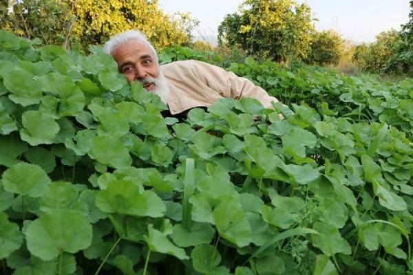 الخبيزة  توحد الفلسطيني والاردني بمهرجان
