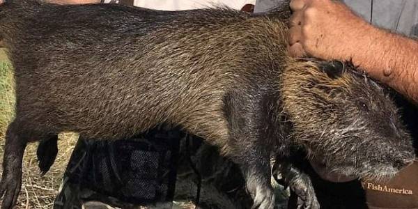 العثور على فئران ضخمة في كاليفورنيا تزن 9 كيلوغرامات! والسلطات تناشد المواطنين للمساعدة