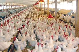 عشية لقاء رئيس الوزراء .. مزارعون يطالبون بإعفاء مدخلات إنتاج للدواجن المحلية ووقف الاستيراد