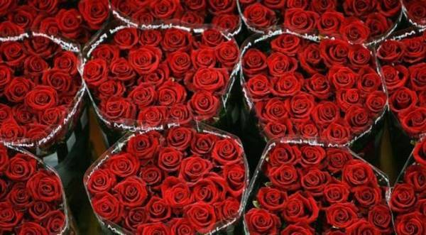 ما هي كمية الورود المستوردة بمناسبة الفالنتاين؟