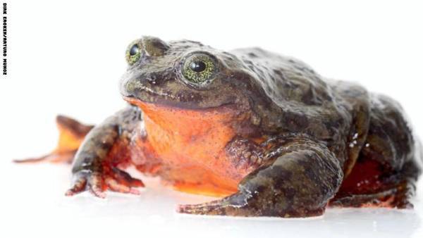 ضفدع بوليفي نادر وحيد يبحث عن عروس عبر الانترنت