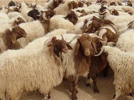 مشاجرة واصابات في اربد بسبب ....الأغنام