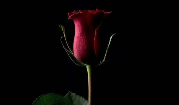 تخيل.. هذه الوردة الرقمية بيعت بمليون دولار!