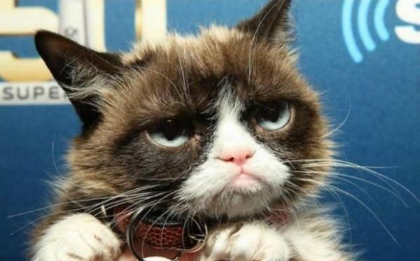 واقعة لا تُصدق.. قط يربح ثروة طائلة والسبب ملامحه العابسة