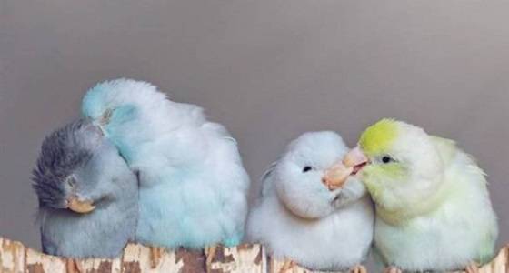بالصور.. علاقة حب بين 4 ببغاوات تشعل مواقع التواصل الاجتماعي