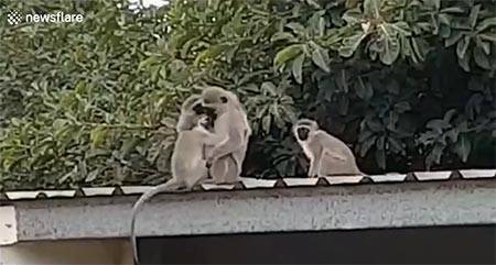 فيديو غريب لأسرة قرود تستقبل ابنها بالأحضان بعد غياب 3 أسابيع!