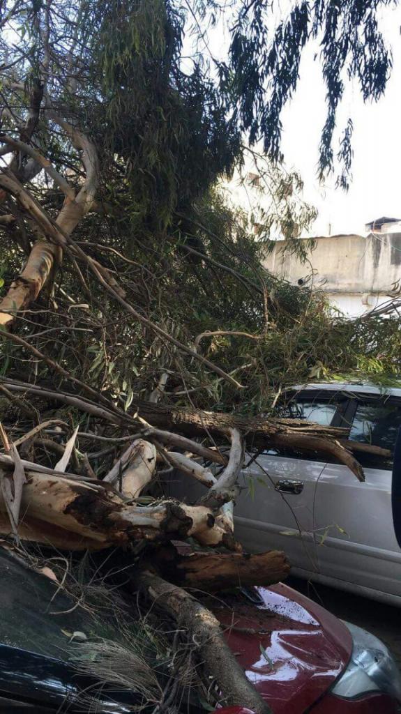 شاهد بالصور.. شجرة تحطم عدة سيارات في اربد بعد سقوطها