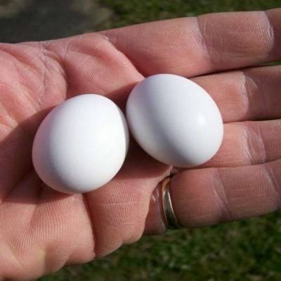 حالته النادرة حيّرت الأطباء.. طفل يبيض 20 بيضة