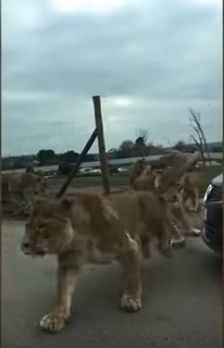 شاهد.. أسود تهاجم سيارة وتحتجز أماً وولديها لـ50 دقيقة