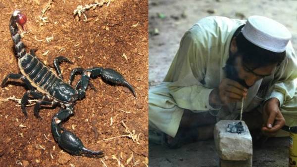 تدخين العقارب.. أغرب أنواع الإدمان ..فيديو