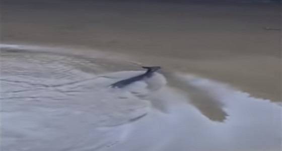 بالفيديو.. غزال يركض بين المارة للقفز من أعلى جسر