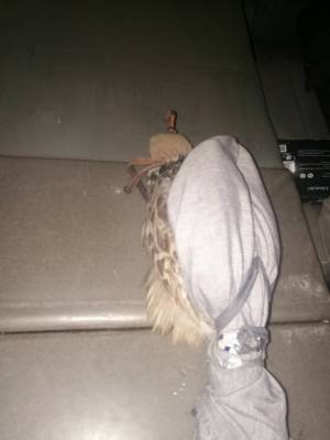 الجمارك الأردنية تحبط تهريب صقور جارحة نادرة  صور