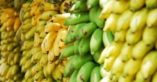 الموز الناضج أم الموز غير الناضج .. أيهما الأفضل؟